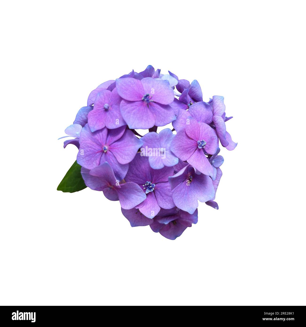 Hydrangea violet garden flower blooming head isolated plant, cut out ...