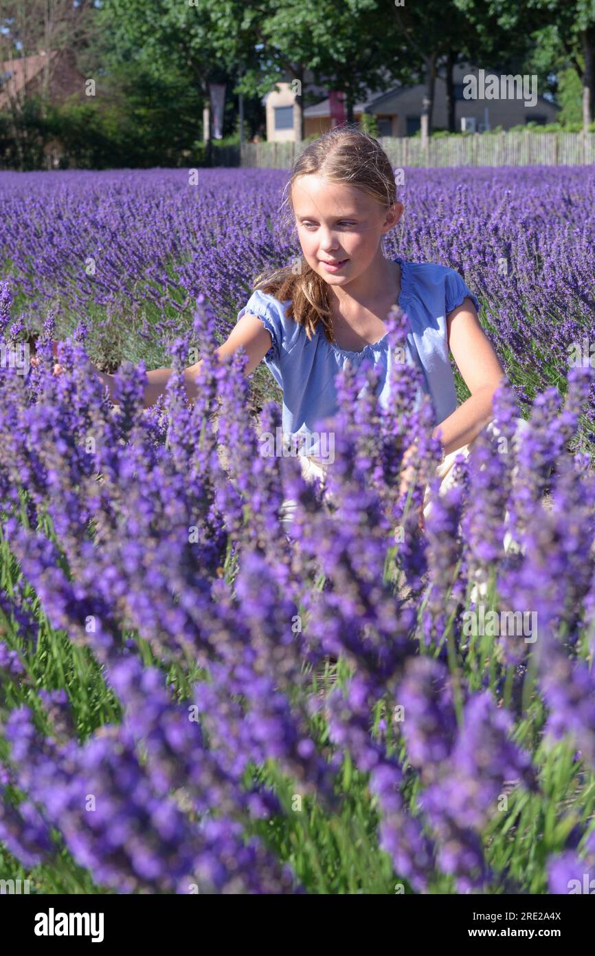 A teen girl sitting a blooming lavender field in lavender bloom season