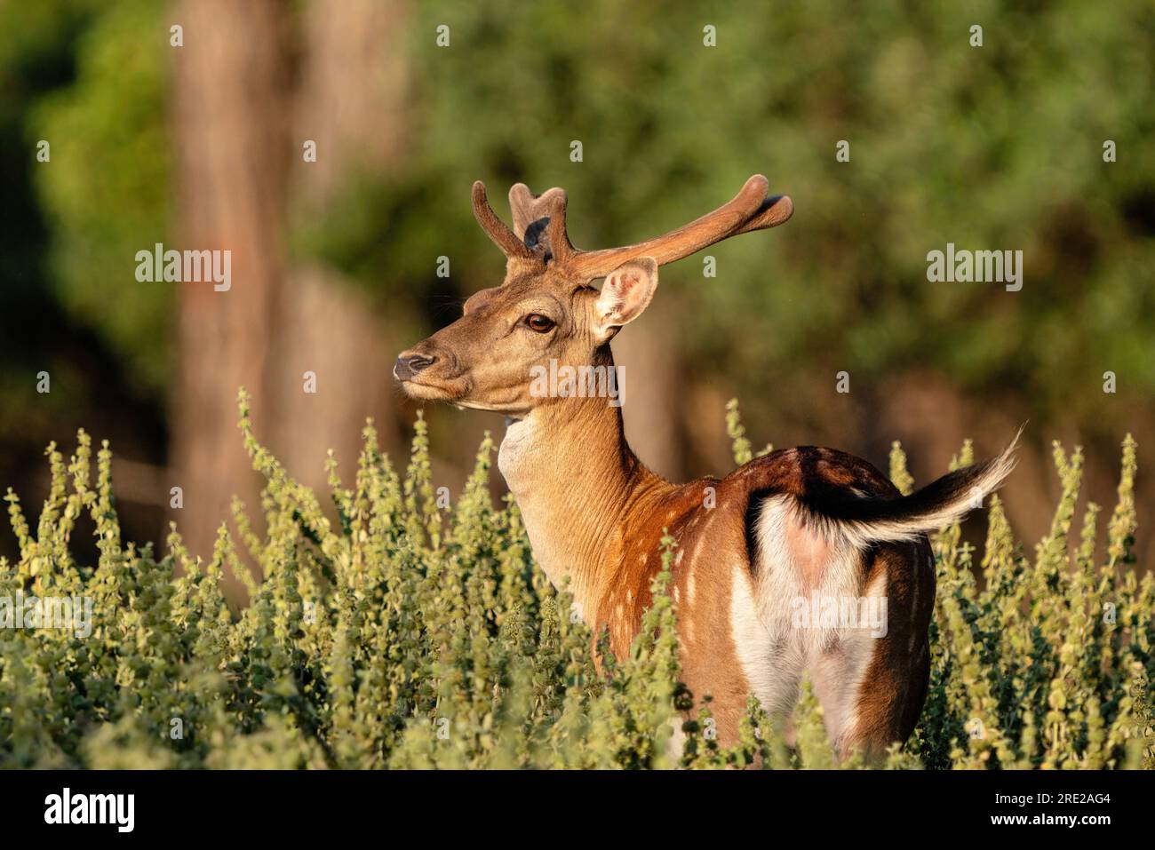 Ala deer living only in Antalya. Dama Dama Deer in Turkey Stock Photo