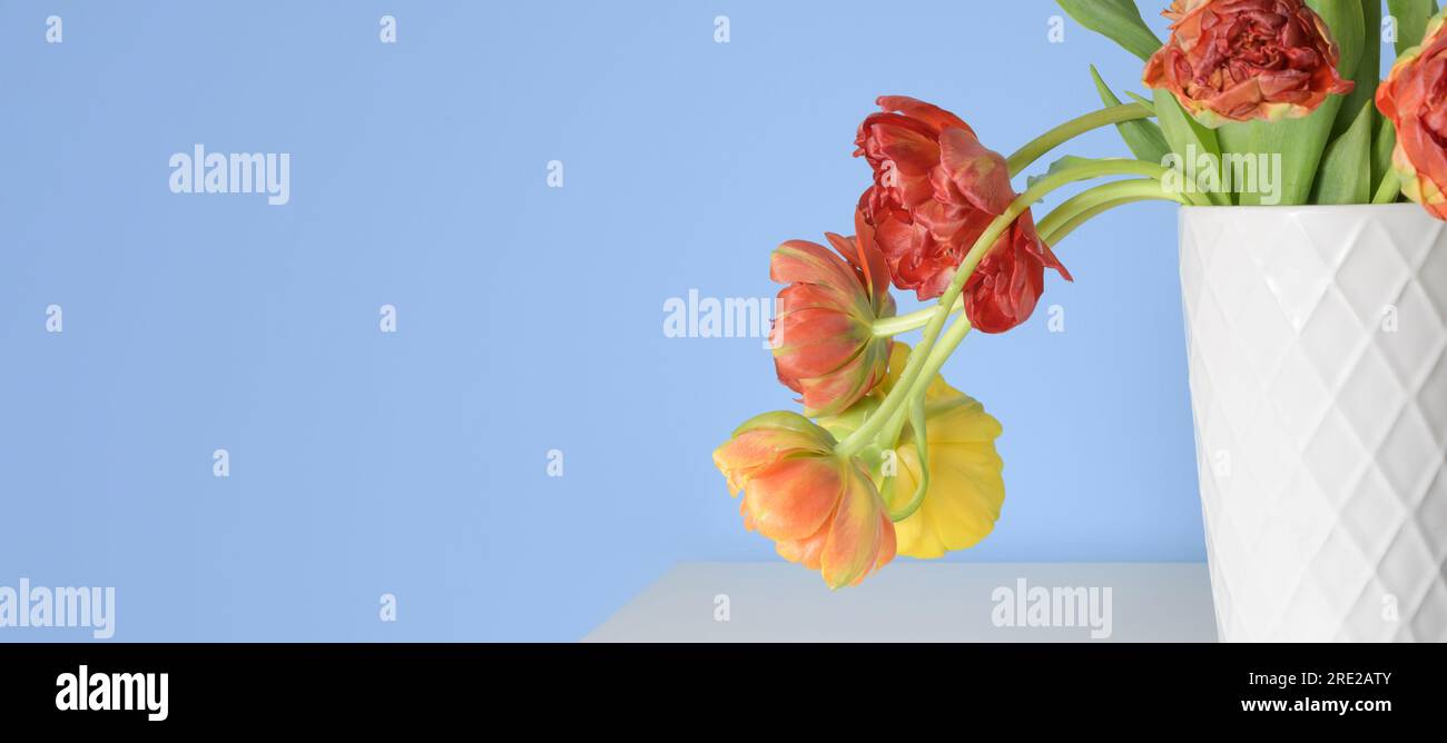 Blooming yellow and red tulip peonies in a white ceramic vase on a blue background. Banner Stock Photo