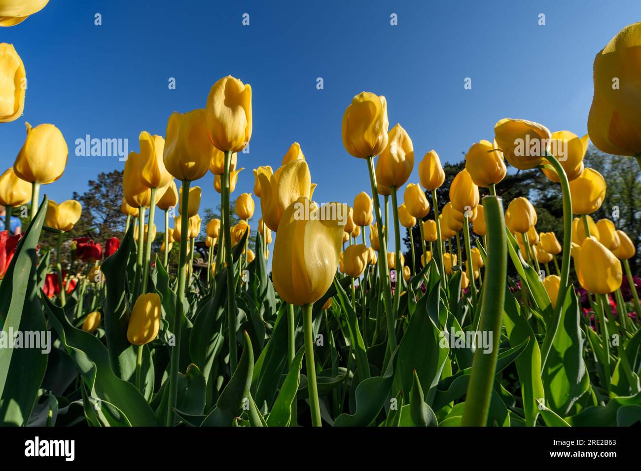 Yellow and Red Tulips From Below Against Clear Blue Sky - spring Stock Photo