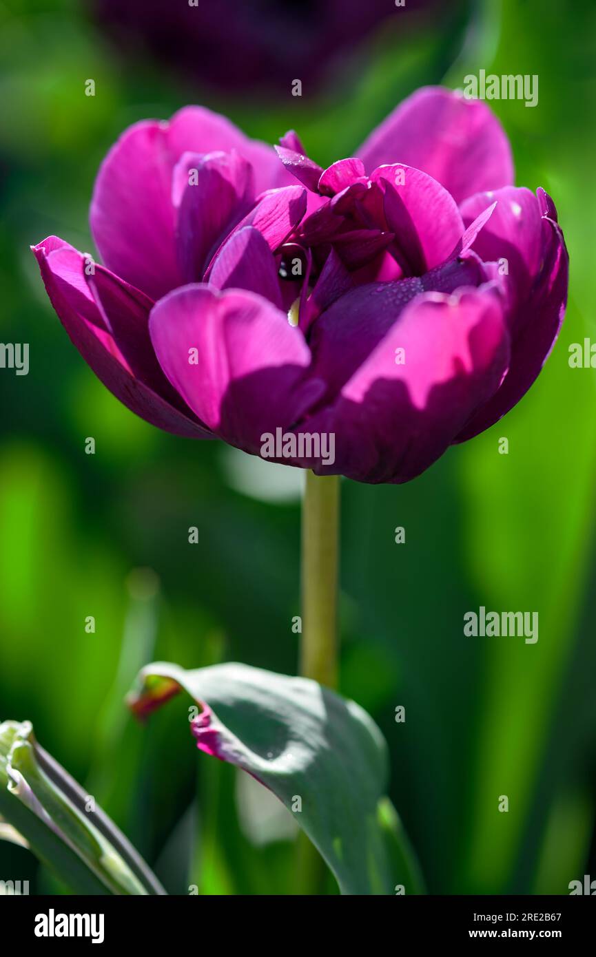 Single Purple Tulip Against Green - spring Stock Photo