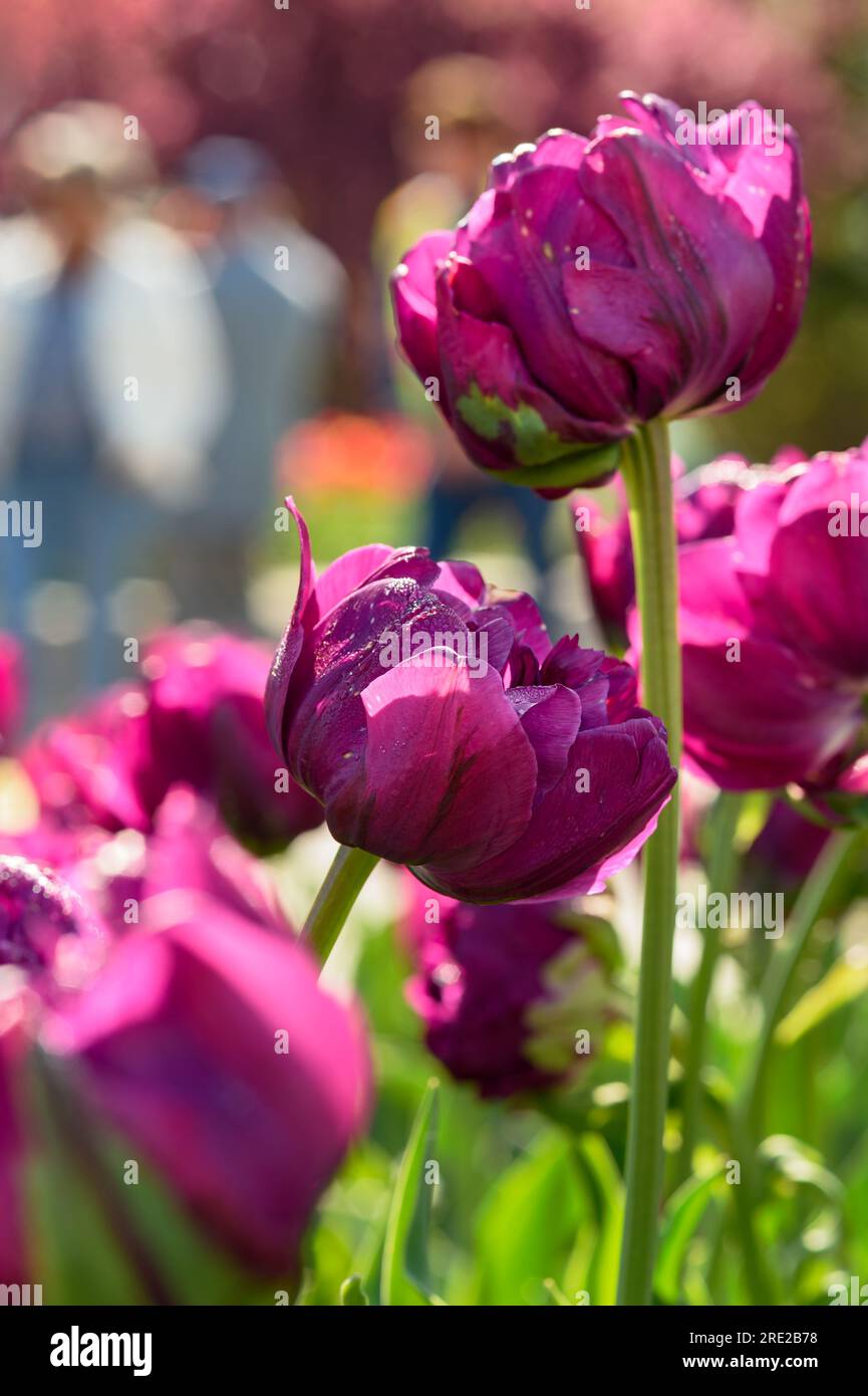 Pedestrians walk past floral hi-res stock photography and images - Alamy