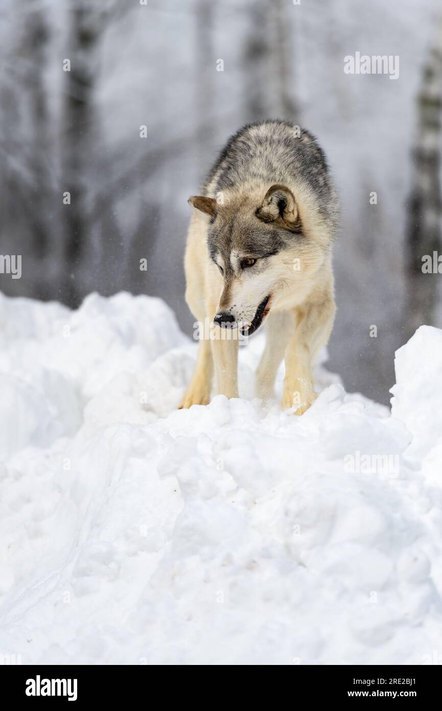Grey Wolf (Canis lupus) Looks Down Snow Embankment Winter - captive animal Stock Photo
