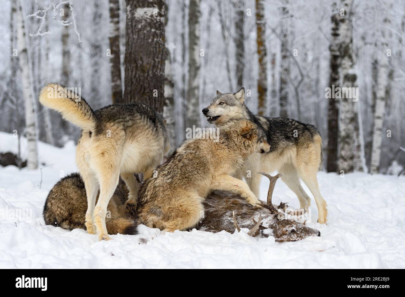 Grey Wolves (Canis lupus) Pile Together on Top of White Tail Buck Carcass Winter - captive animals Stock Photo