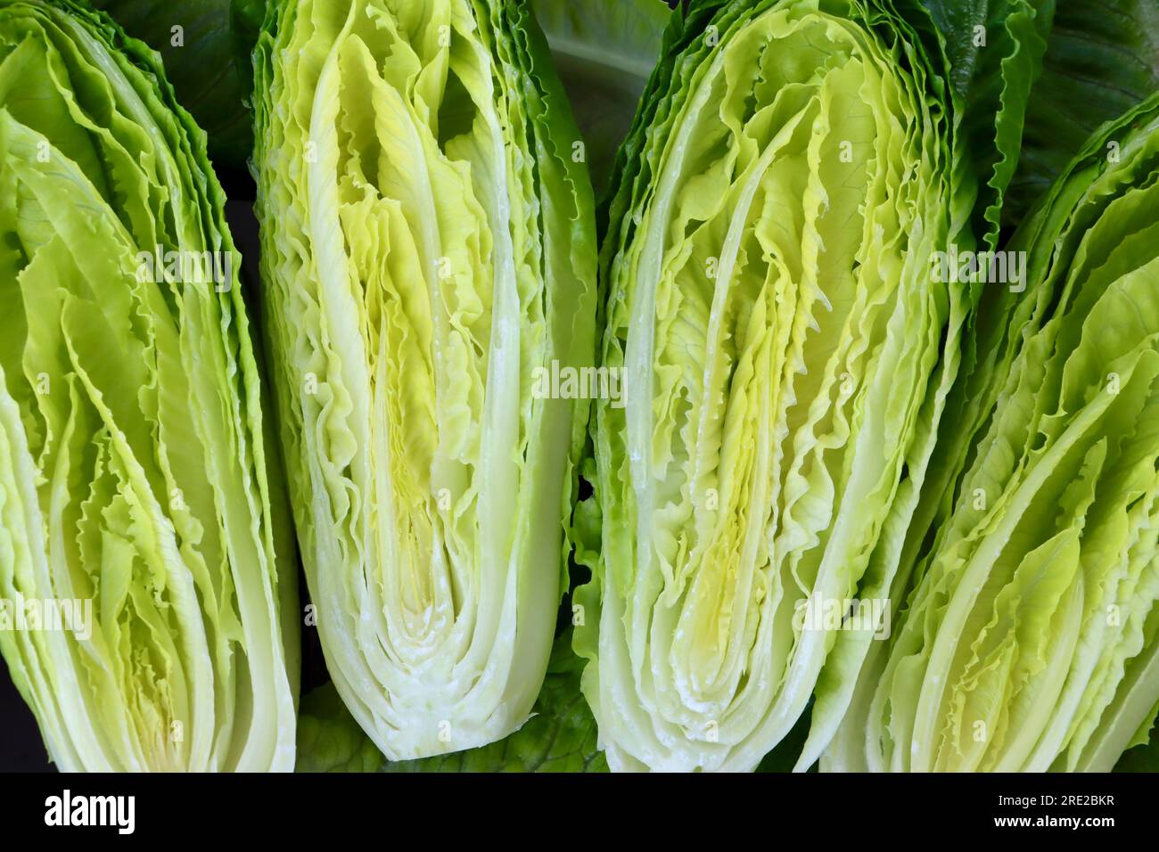 Cross sections of a heart of baby romaine lettuce (Lactuca sativa L. var. longifolia) Stock Photo