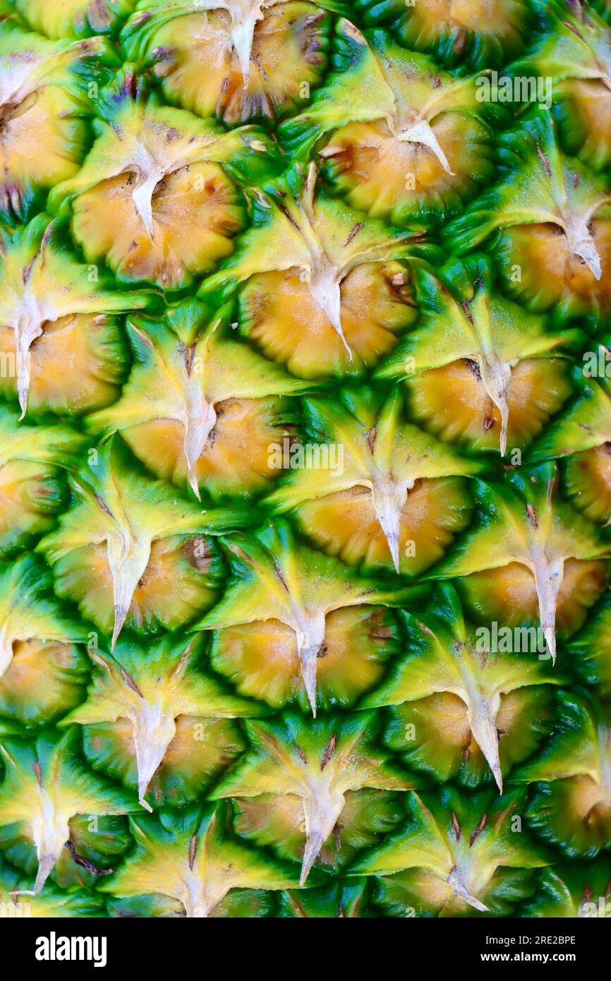Harvested pineapple hi-res stock photography and images - Alamy