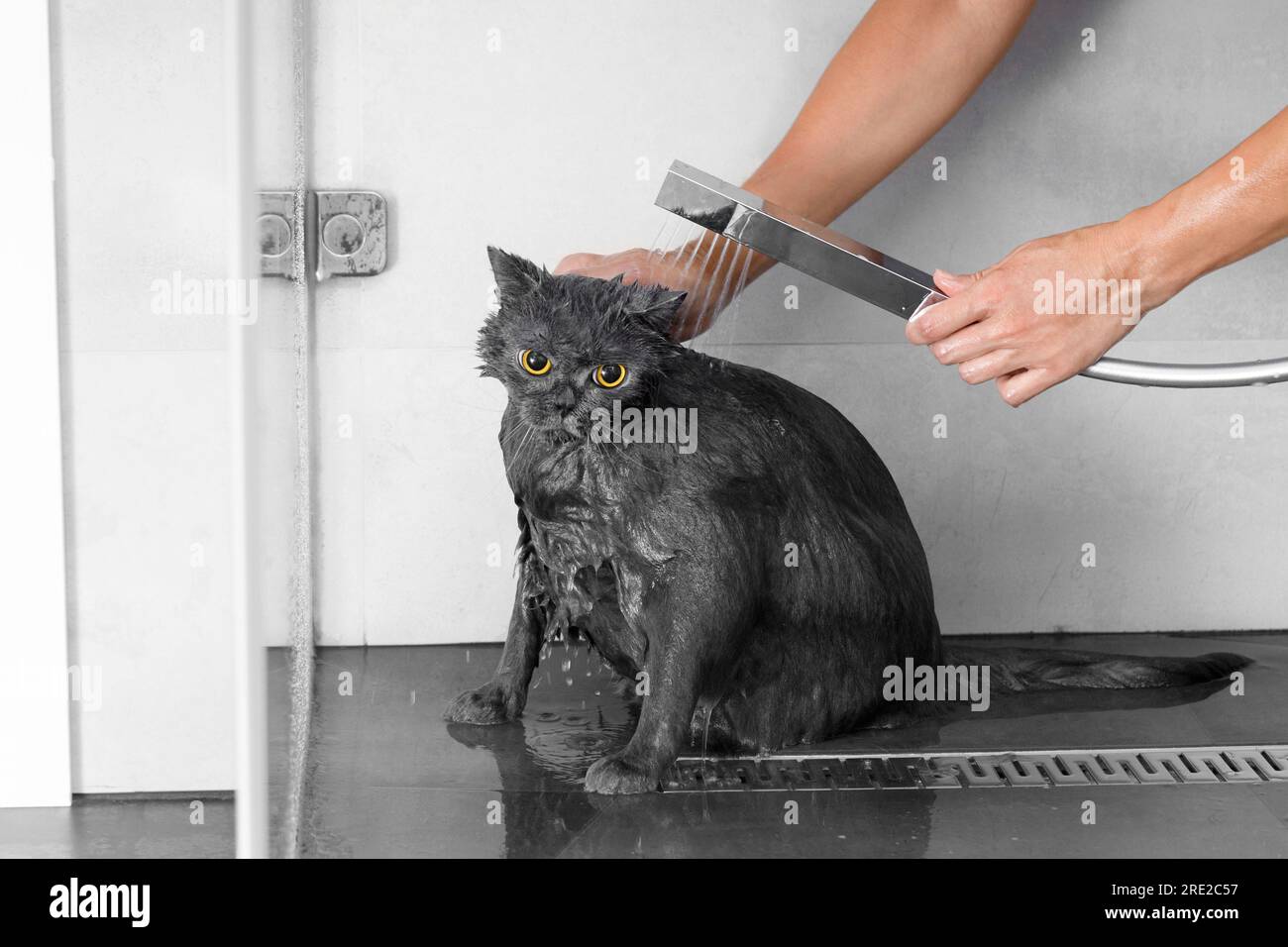 Funny wet British cat in the shower, water is poured on the cat, cat