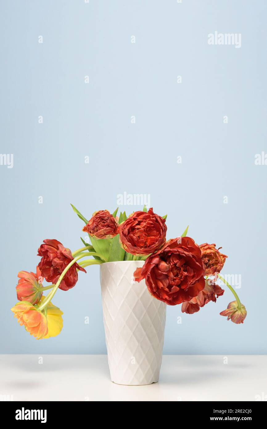 Withered yellow and red tulp - peonies in a white ceramic vase on a light blue background. Vertical Stock Photo