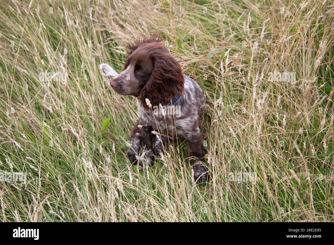 A Cocker Spaniel hiding in the long grass Stock Photo