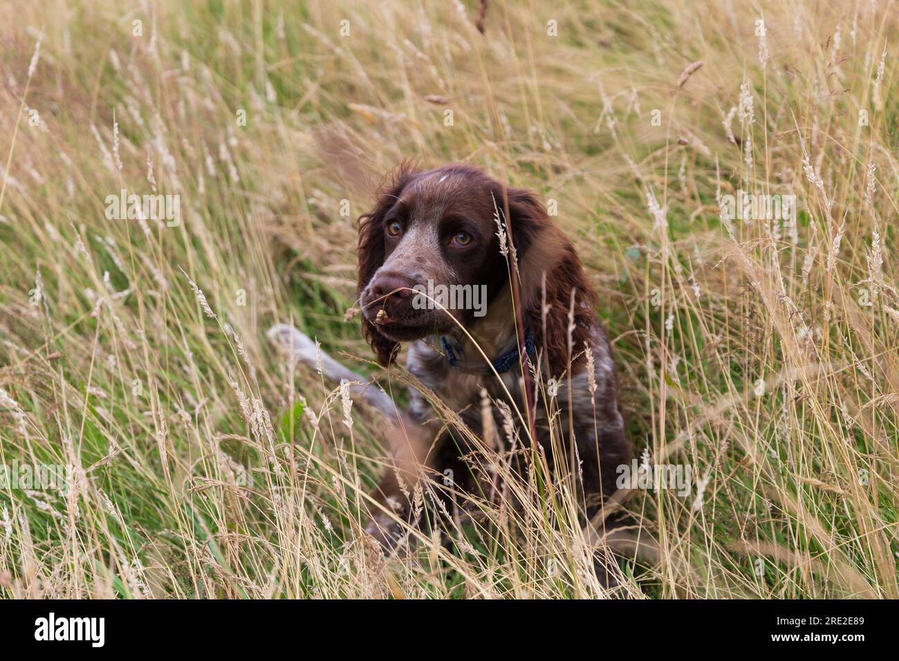 A Cocker Spaniel hiding in the long grass Stock Photo