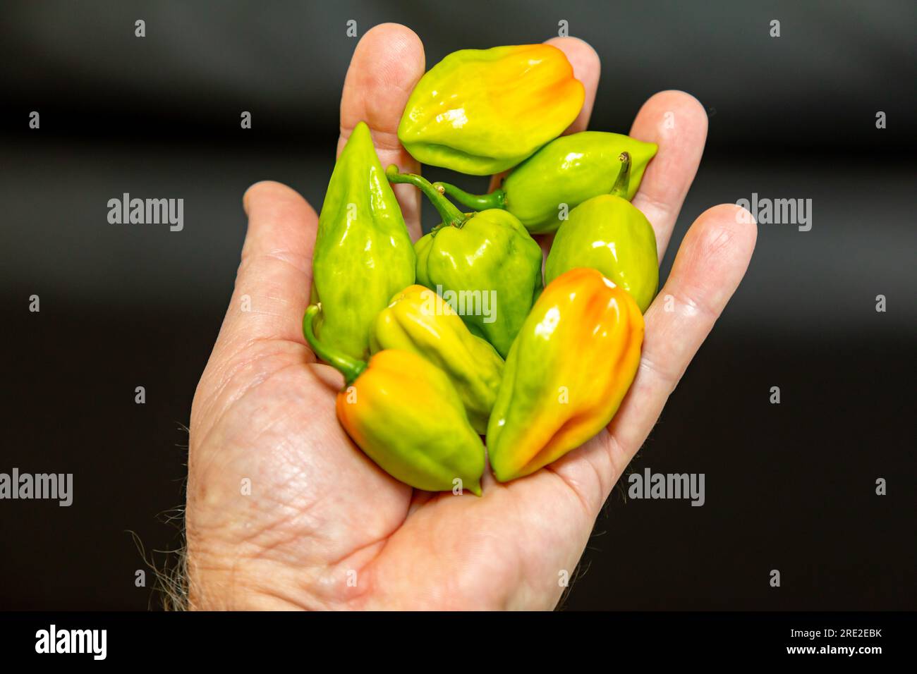 Group of hot pepper (Capsicum chinense Adjuma) in selective focus and fine detail 'pimenta de cheiro' Stock Photo