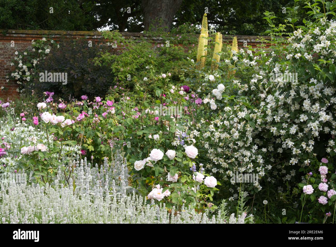 Summer walled garden scene of old roses, foxtail lillies, Philadelphus or mock orange and stachys in UK garden June Stock Photo