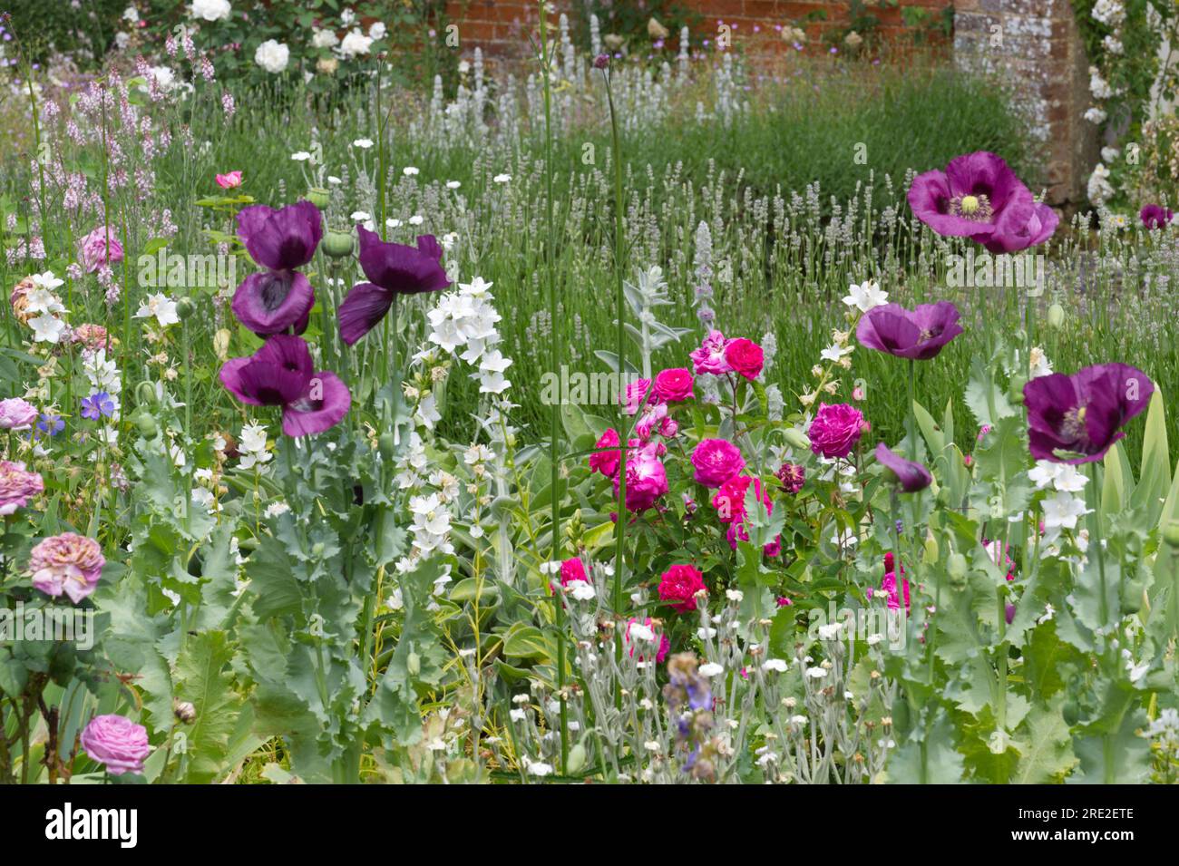 Summer garden scene of Opium poppy, Papaver somniferum, roses, white campanula, verbena bonariensis, lavender and other flowers in UK garden June Stock Photo