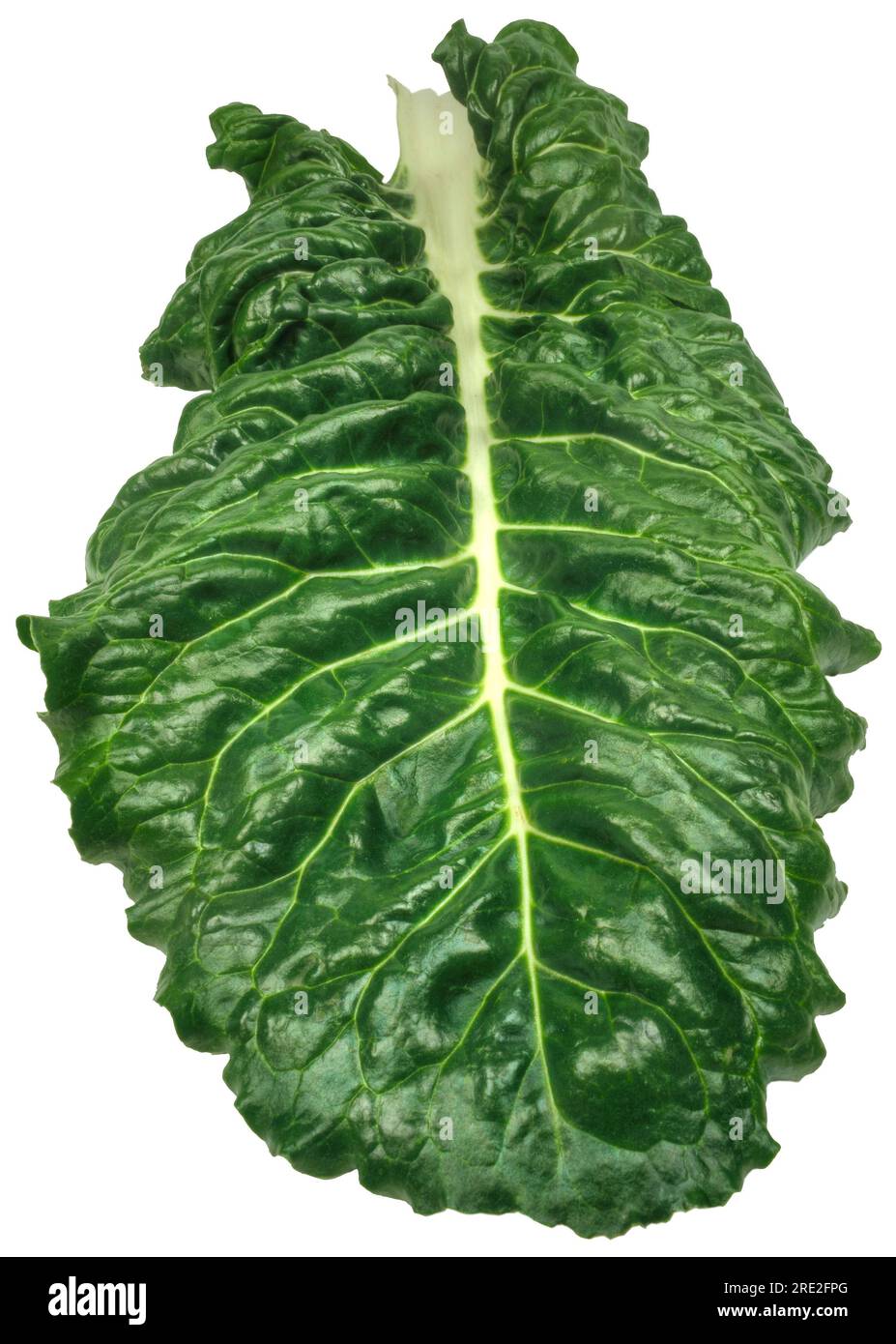 Swiss chard (Beta vulgaris) leafy green vegetable leaves on a white