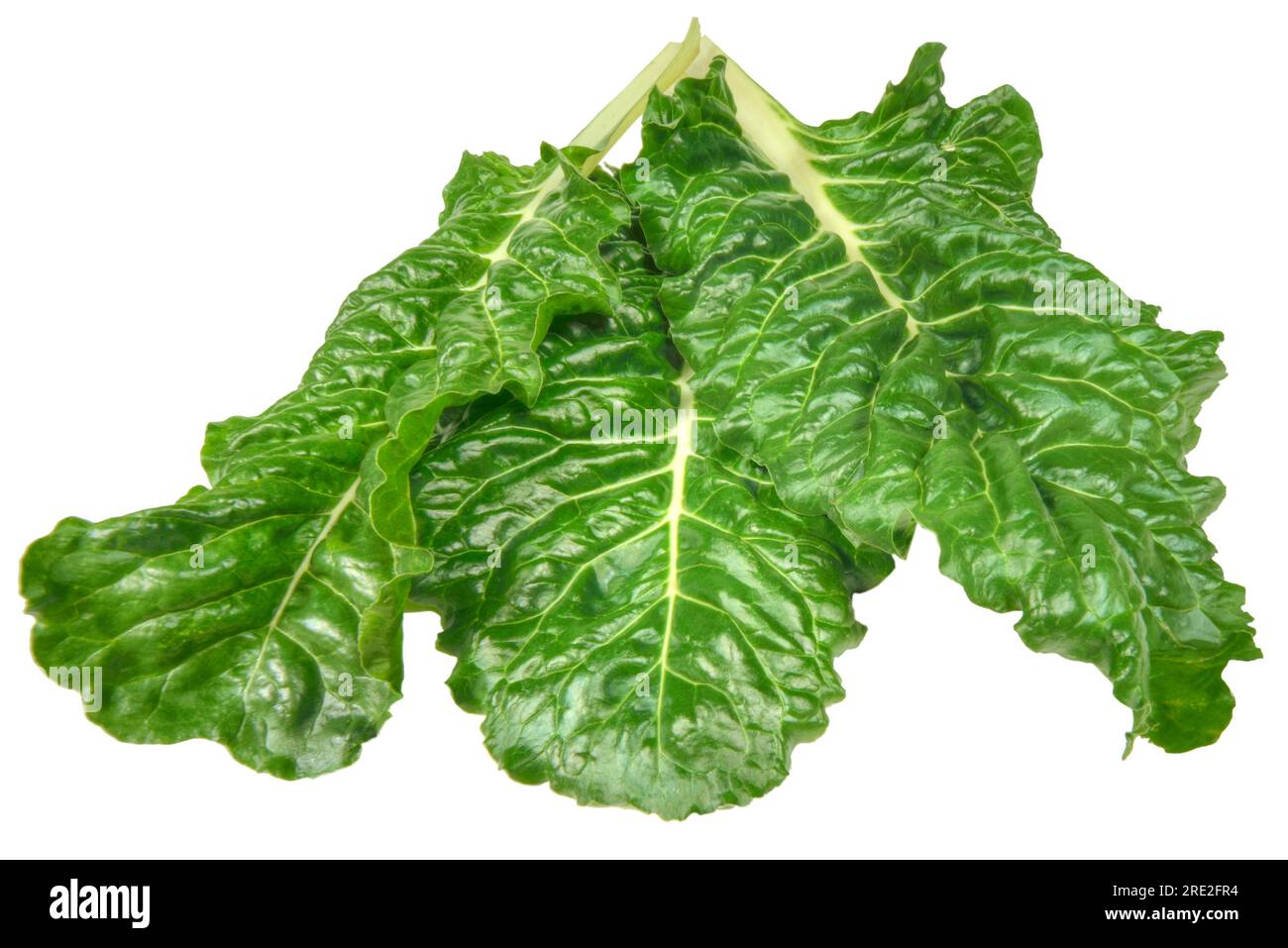 Swiss chard (Beta vulgaris) leafy green vegetable leaves on a white background. Stock Photo