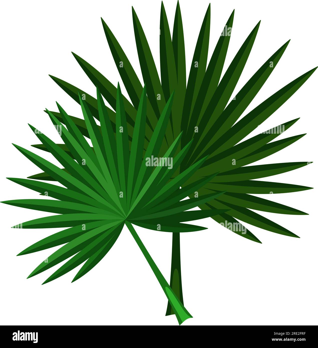 Palm leaves illustration Stock Vector Image & Art Alamy