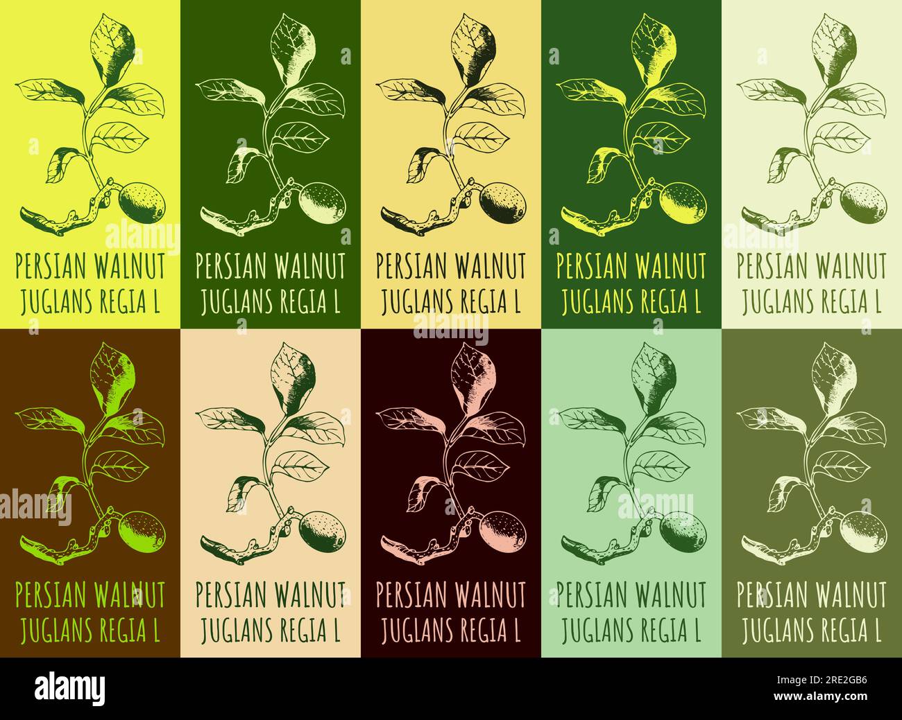 Set of vector drawing PERSIAN WALNUT in various colors. Hand drawn