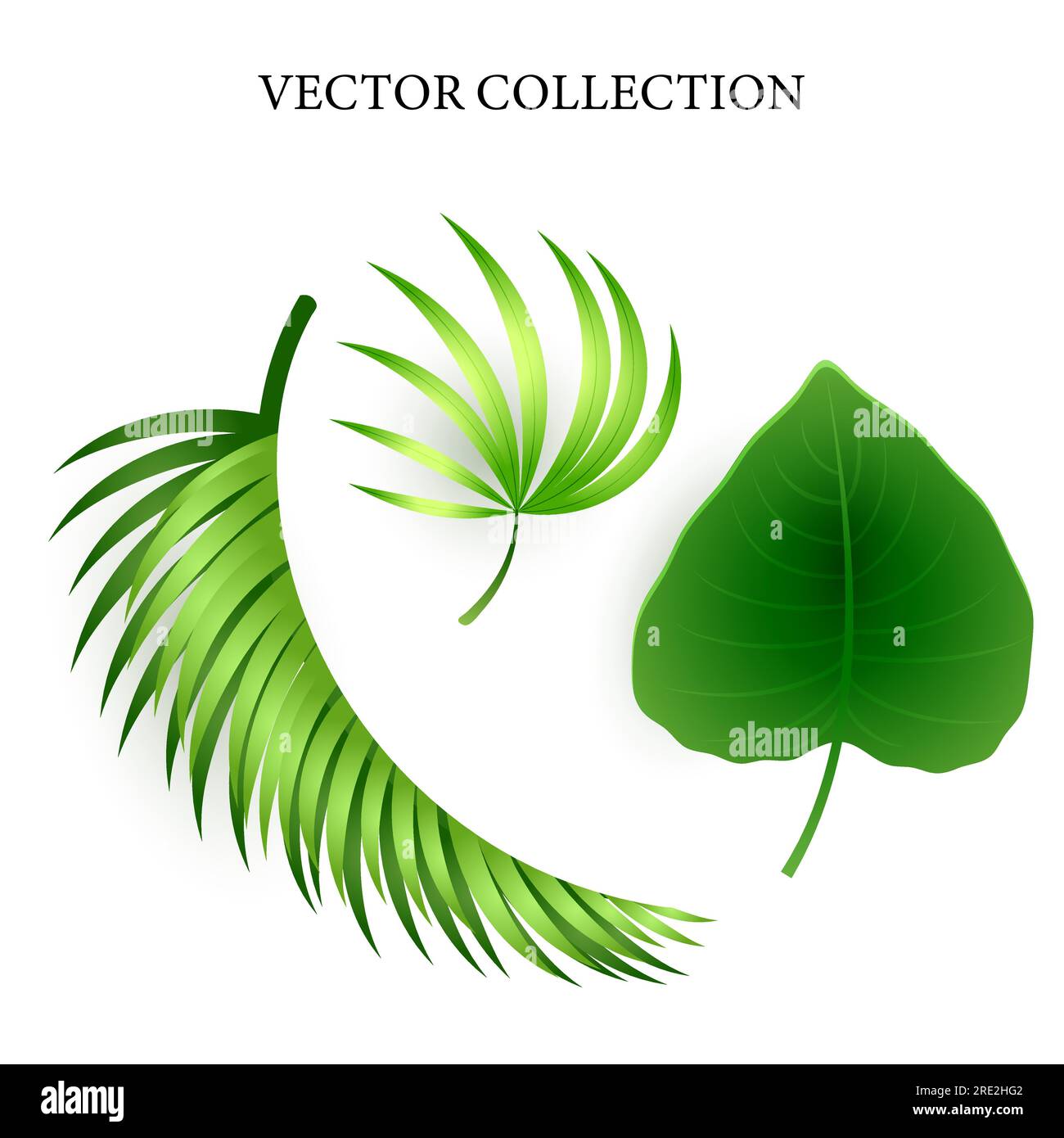 Green tropical leaves set Stock Vector Image & Art - Alamy