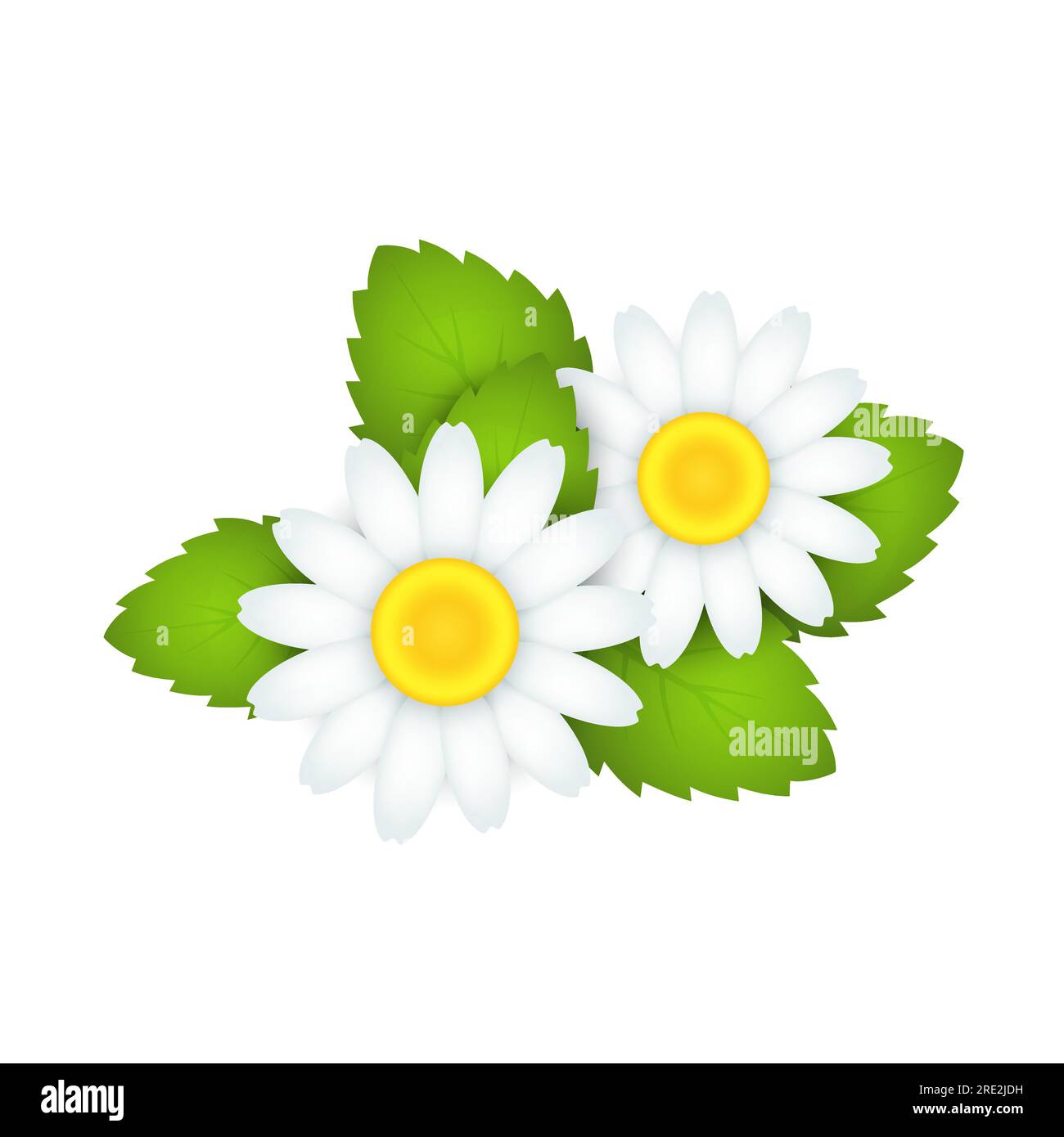 Blooming chamomile flower Stock Vector Image & Art - Alamy