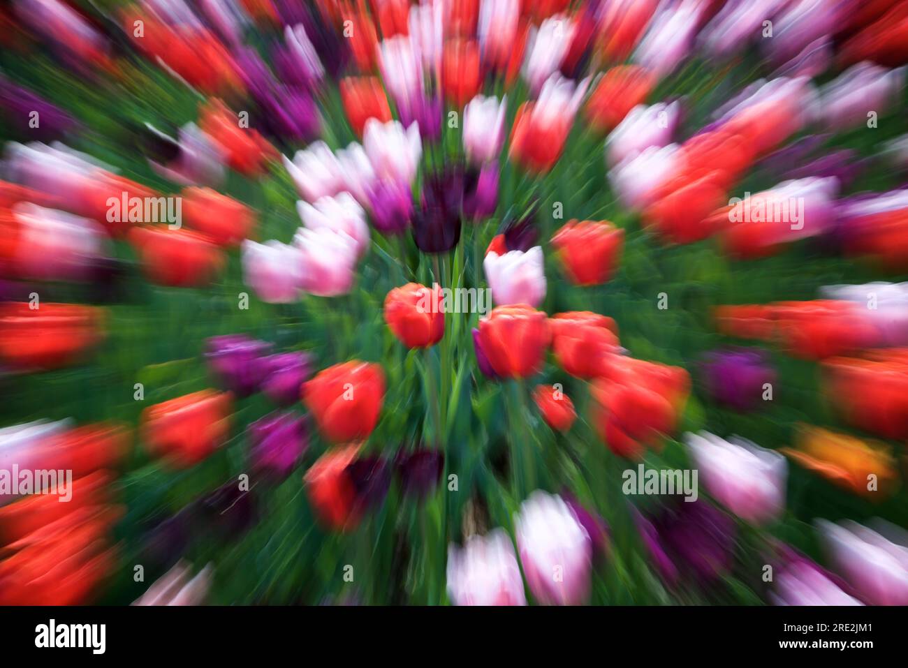 Zoom in for the multi-coloured tulips in the garden, Toronto Botanical Garden Stock Photo