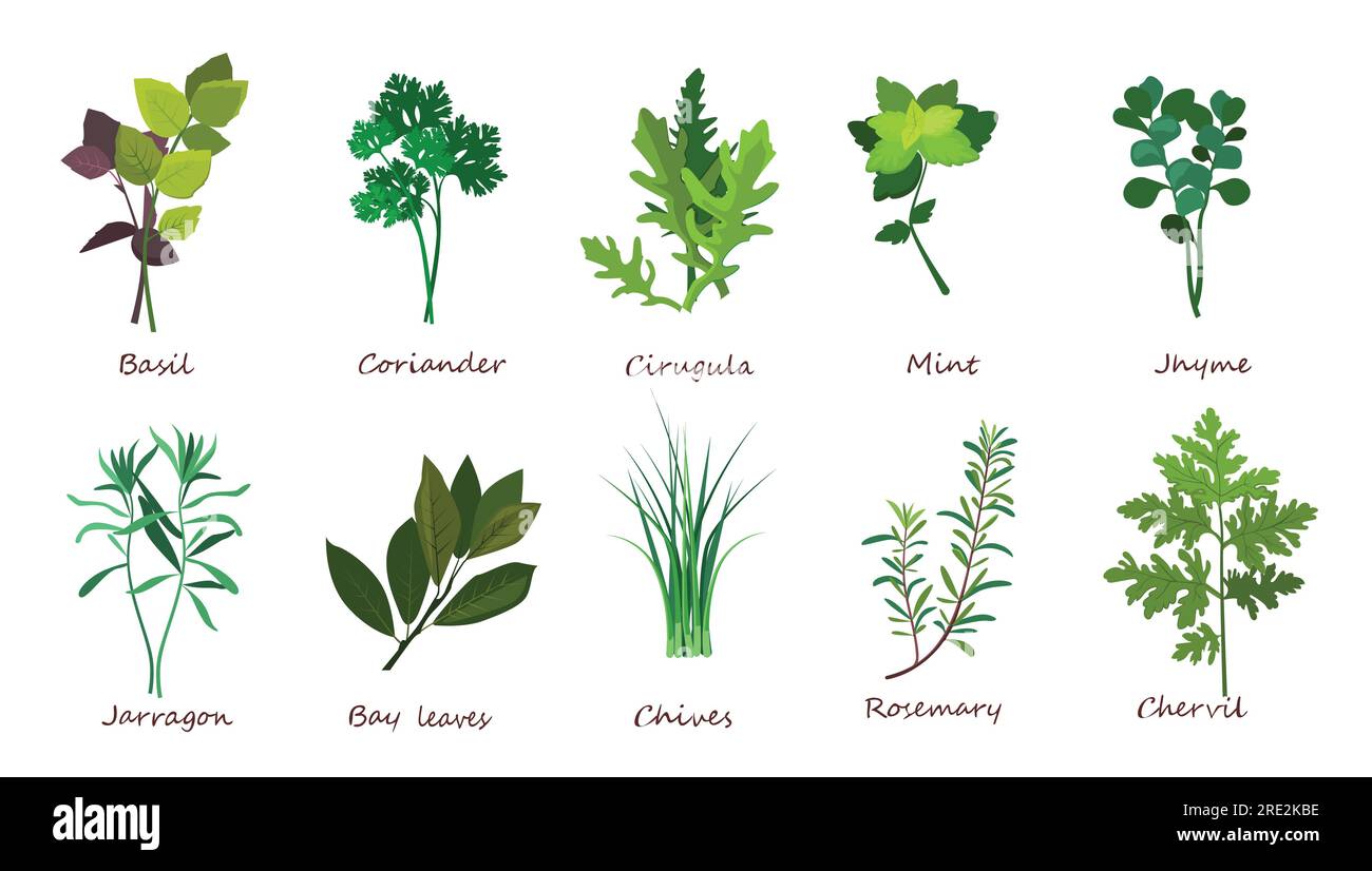 Cooking herbs illustration set Stock Vector