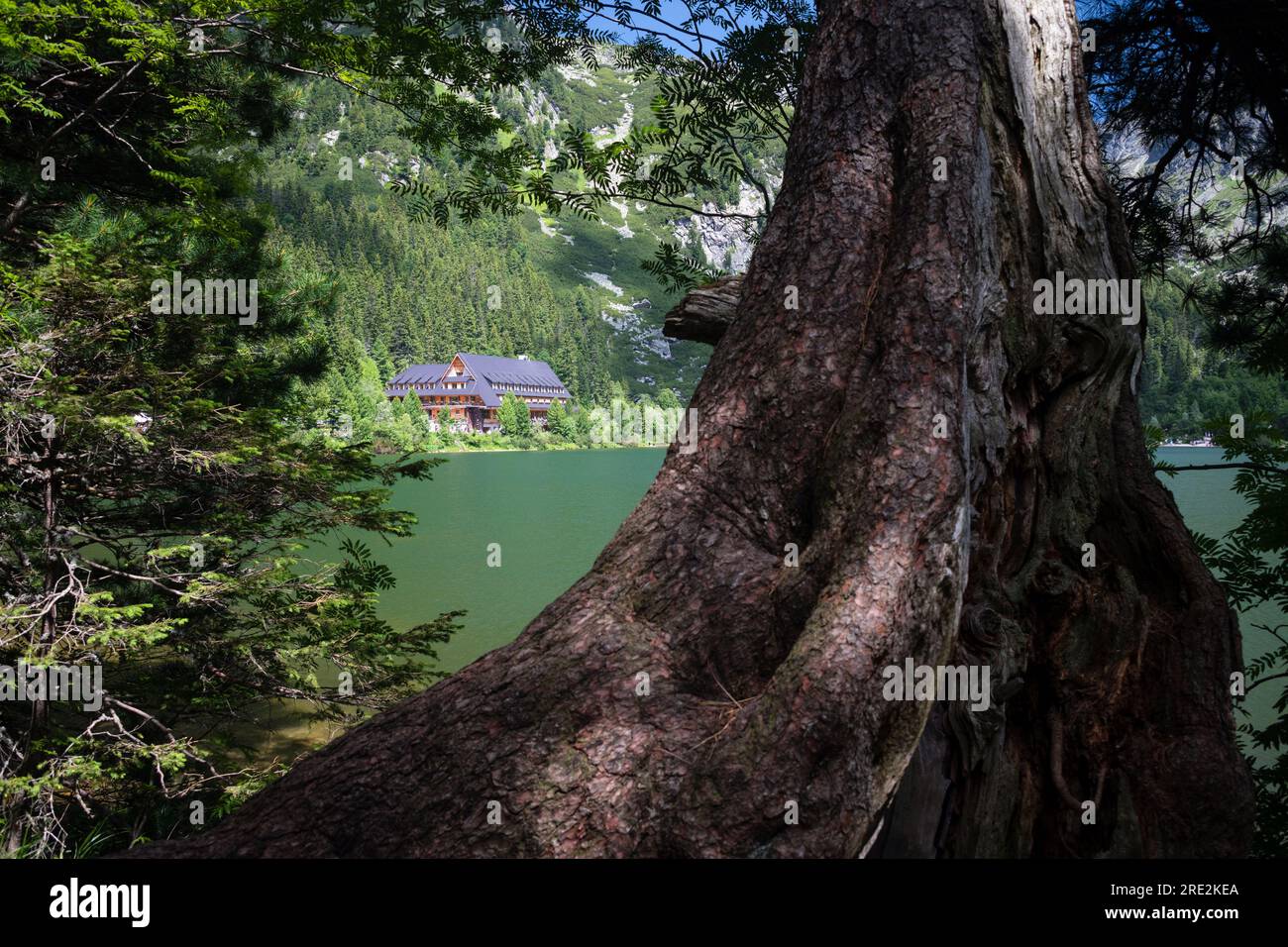 Giant Scotch pine tree on the shore of Mountain lake Popradske Pleso in National Park High Tatras, Slovakia Stock Photo