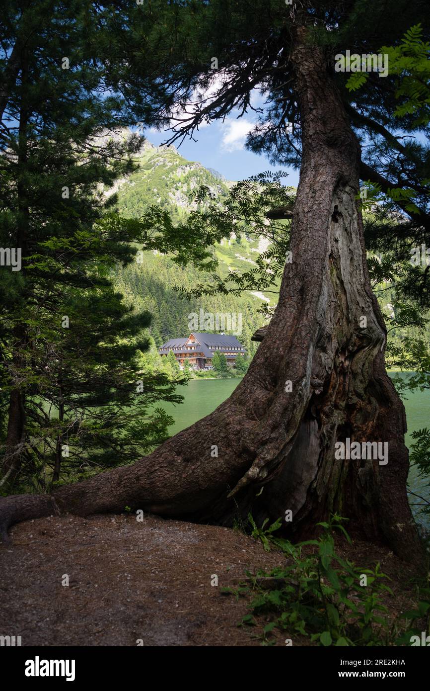 Giant Scotch pine tree on the shore of Mountain lake Popradske Pleso in National Park High Tatras, Slovakia Stock Photo