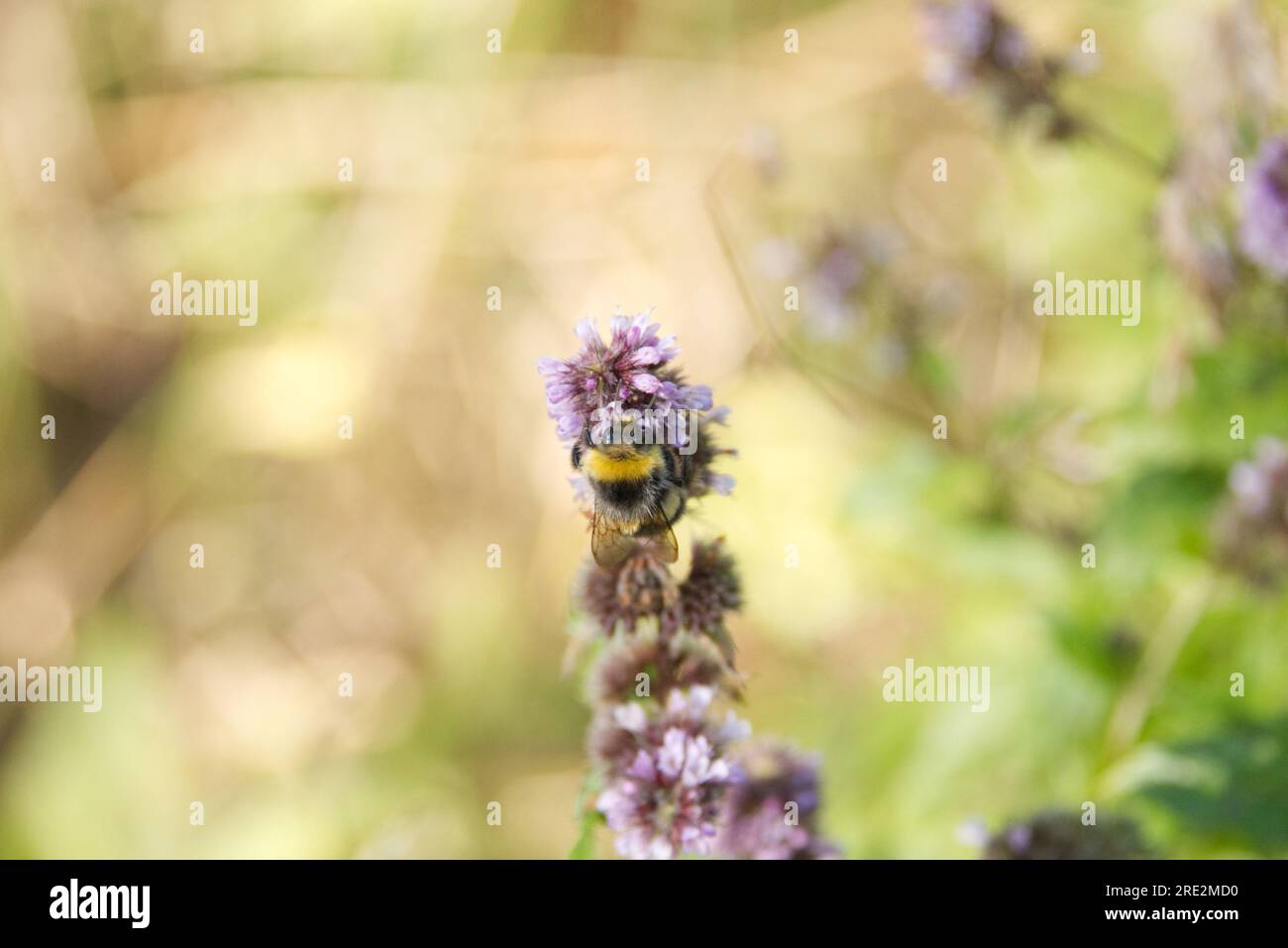 Another busy Bee. Stock Photo