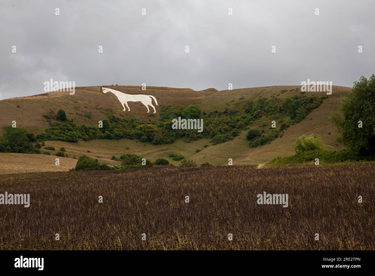 Westbury or Bratton White Horse, Whiltshire Stock Photo