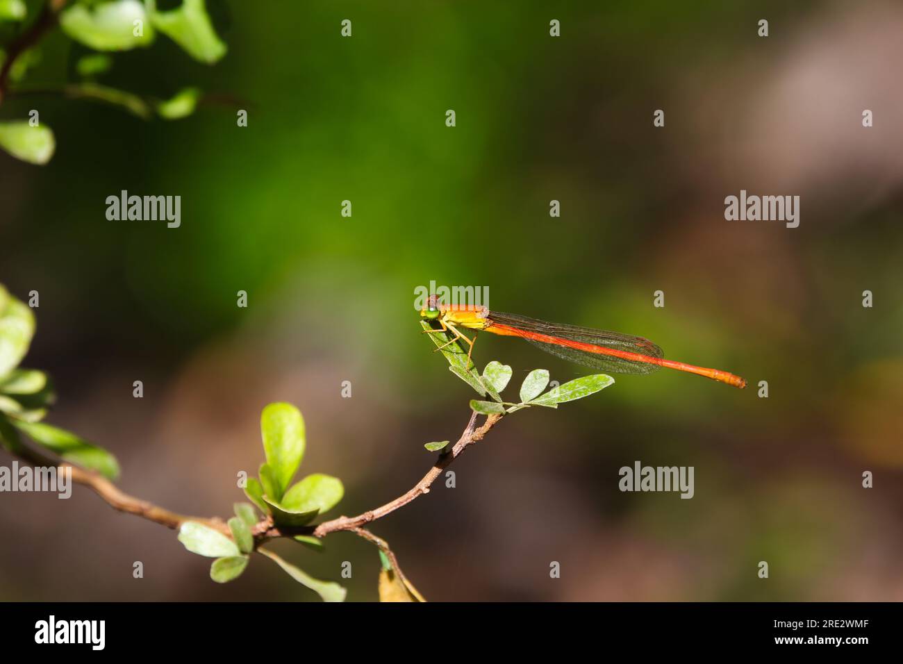 Common Orange Citril Damselfly On Leaf (Ceriagrion glabrum) Stock Photo