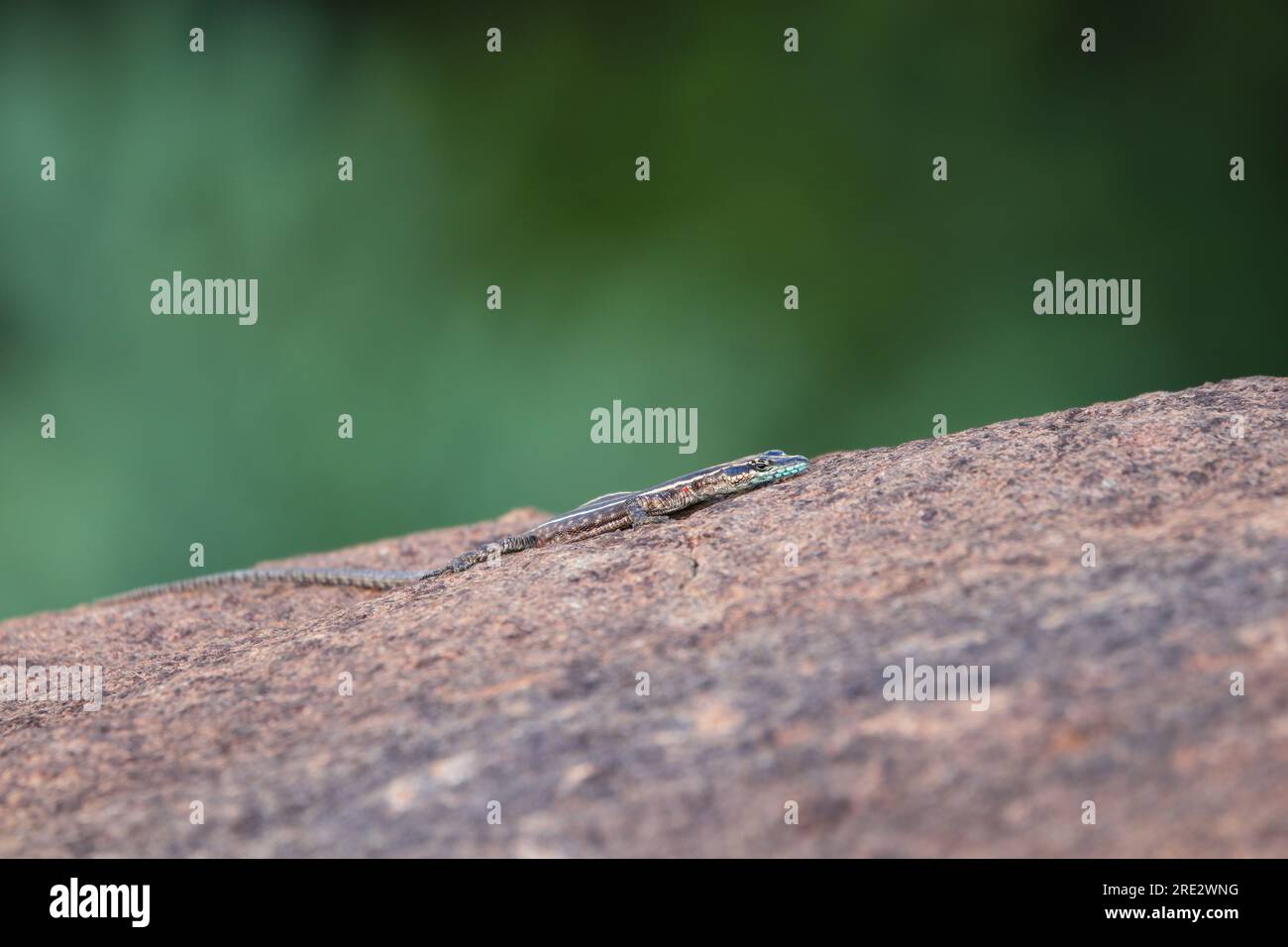 Common Flat Lizard Basking On Granite Rock (Platysaurus intermedius) Stock Photo