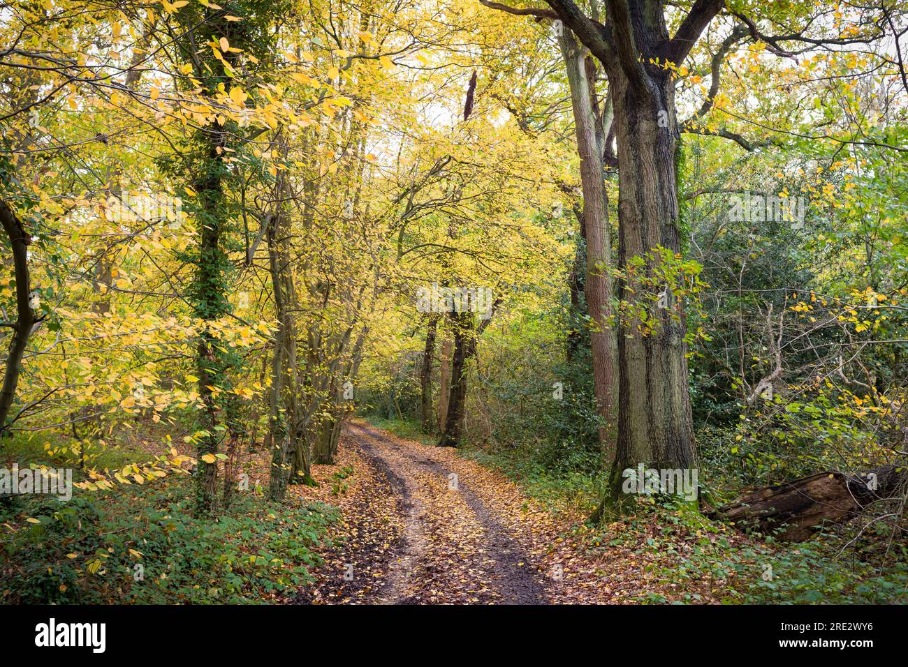 Trees with golden leaves in autumn with path or trail through woodland. London's green belt, UK Stock Photo