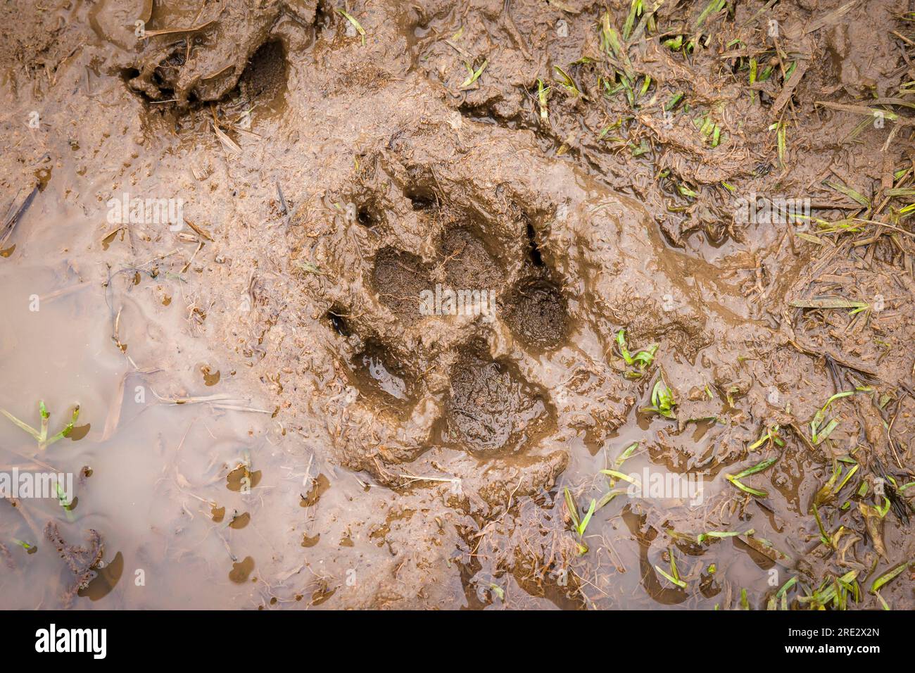 Muddy paw print. Dog paw print in mud on a country path, UK Stock Photo
