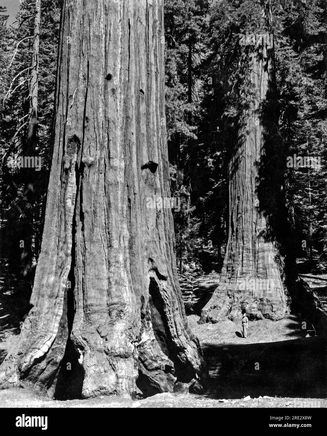 Yosemite National Park, California:  c. 1955.  The Mariposa Grove of Sequoia Gigantea in Yosemite National Park. Stock Photo