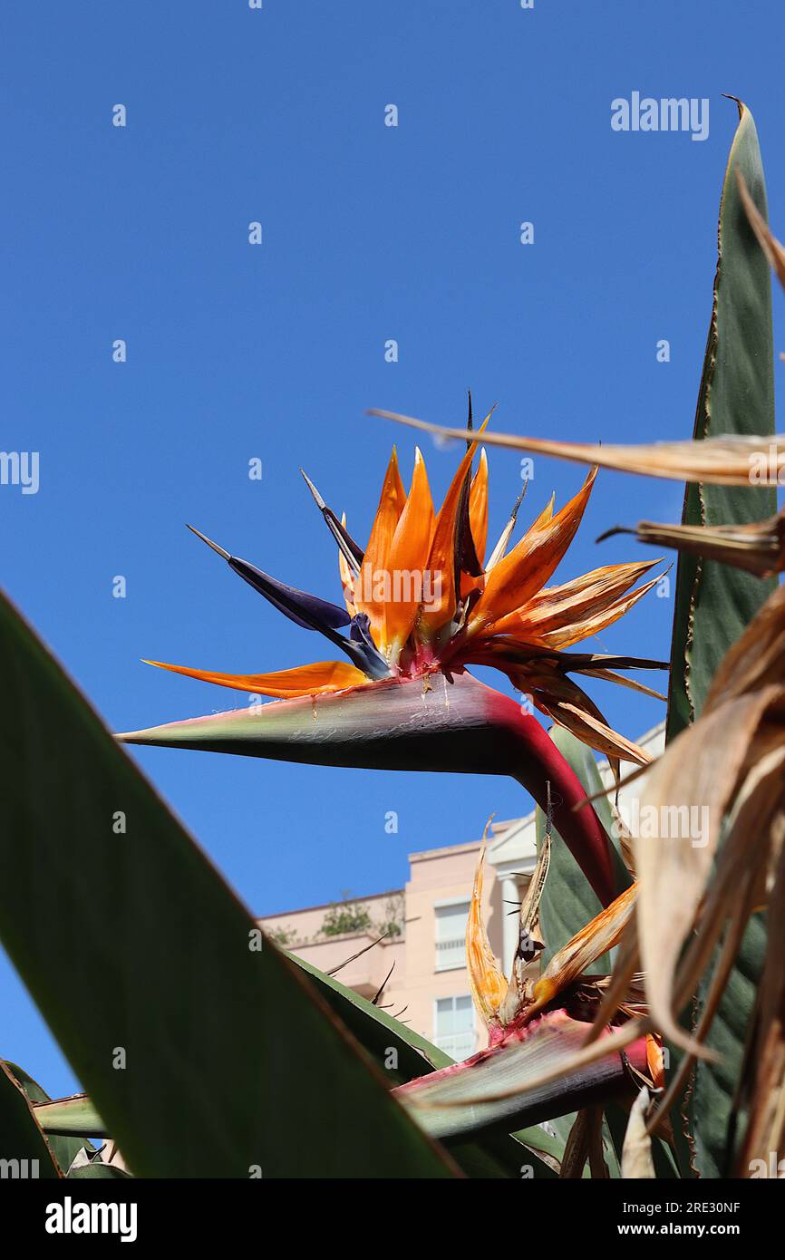 Bird of Paradise plant (Strelitzia) upward shot taken from a municipal flower bed arrangement, Plaza De Los Reyes, Ceuta, Spain, April 2023. Stock Photo