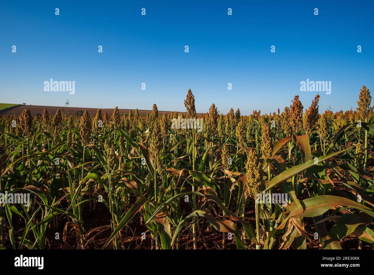Rural iron plantation hi-res stock photography and images - Alamy