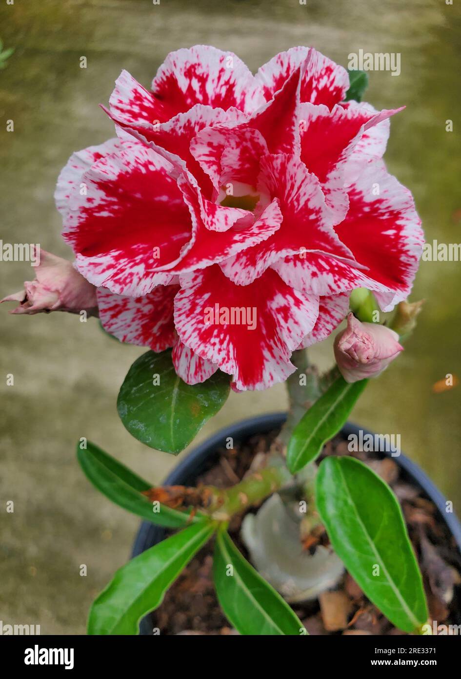 White desert rose hi-res stock photography and images - Alamy