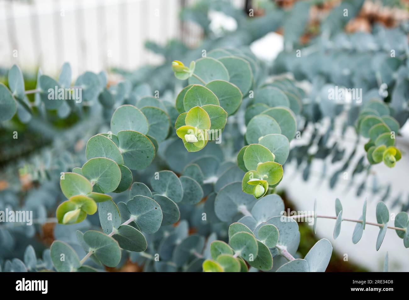 Eucalyptus Baby Blue green nature Powdery eucalyptus baby blue Stock