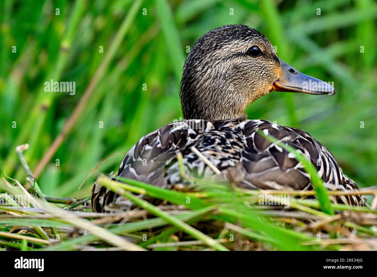 A close image of a female mallard duck 'Anas platyrhynchos',  resting in the deep grass Stock Photo