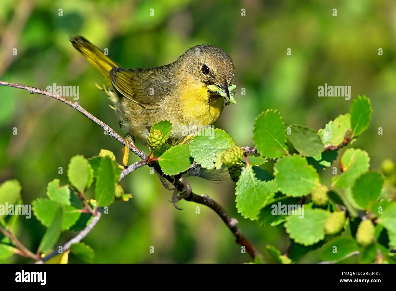 A Common Yellow-throat Warbler female 'Geothlypis trichas', gathering insects to feed her chicks in her woodland habitat Stock Photo
