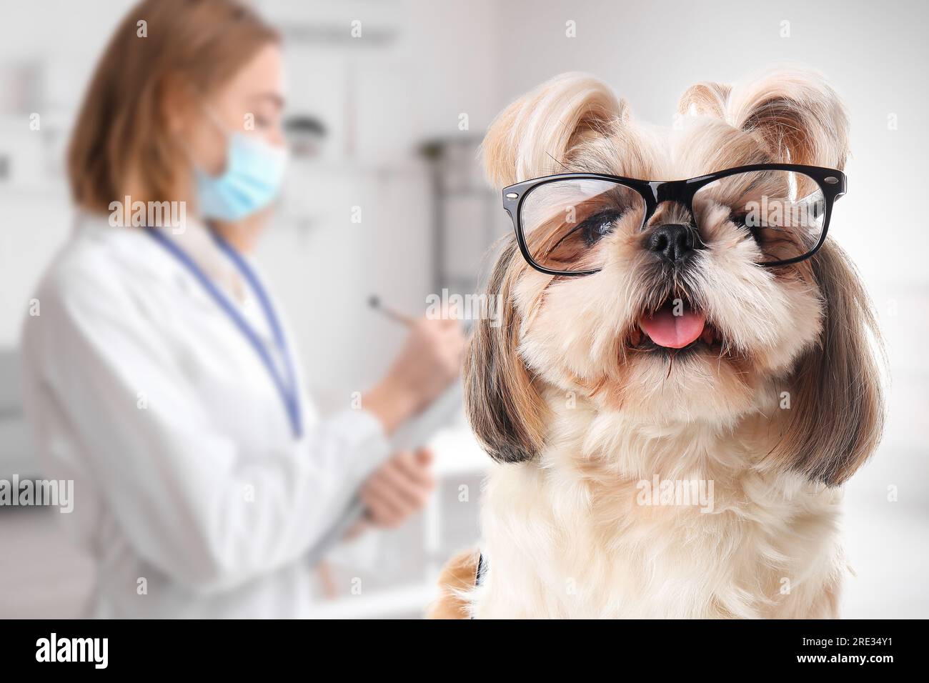 Cute dog with eyeglasses in veterinary clinic Stock Photo
