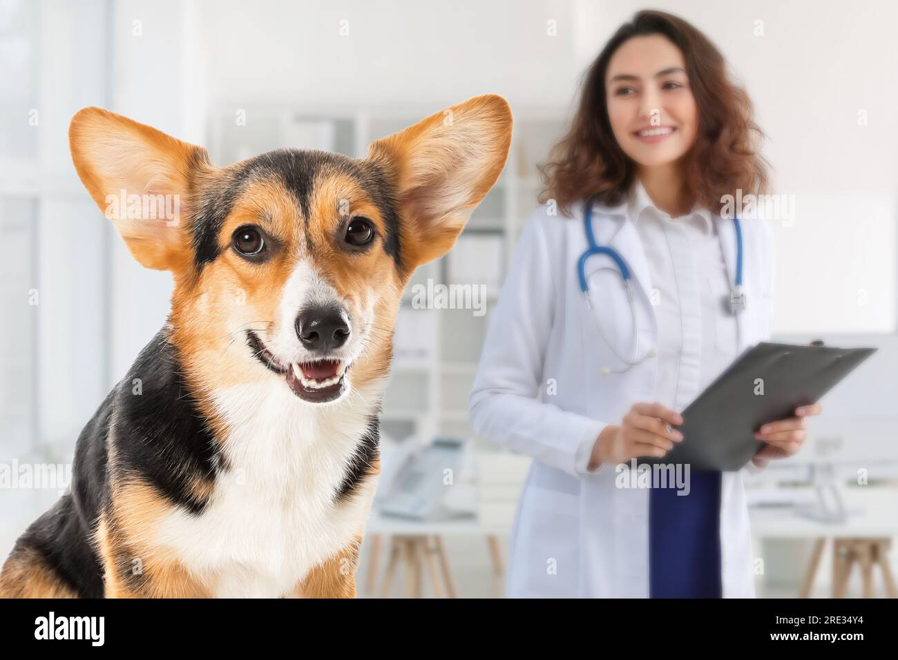 Cute corgi dog in veterinary clinic Stock Photo