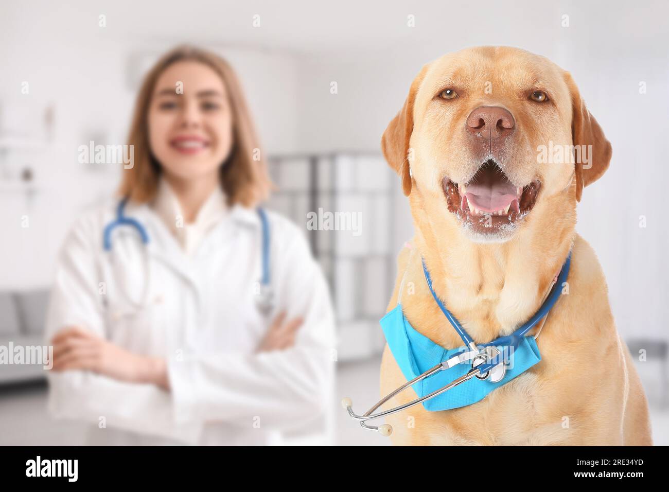 Cute dog with medical mask and stethoscope in veterinary clinic Stock Photo