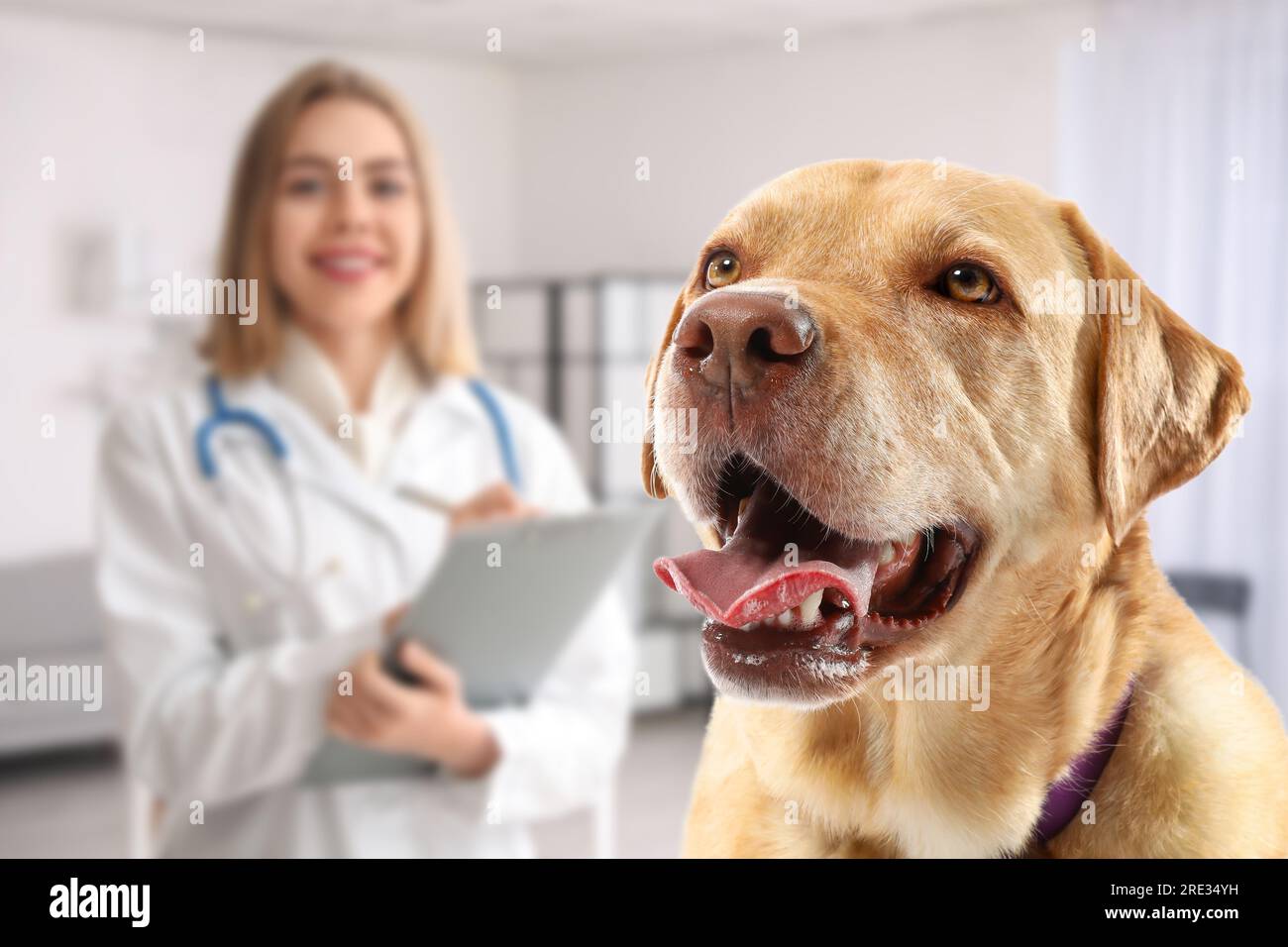 Funny Labrador dog in veterinary clinic Stock Photo