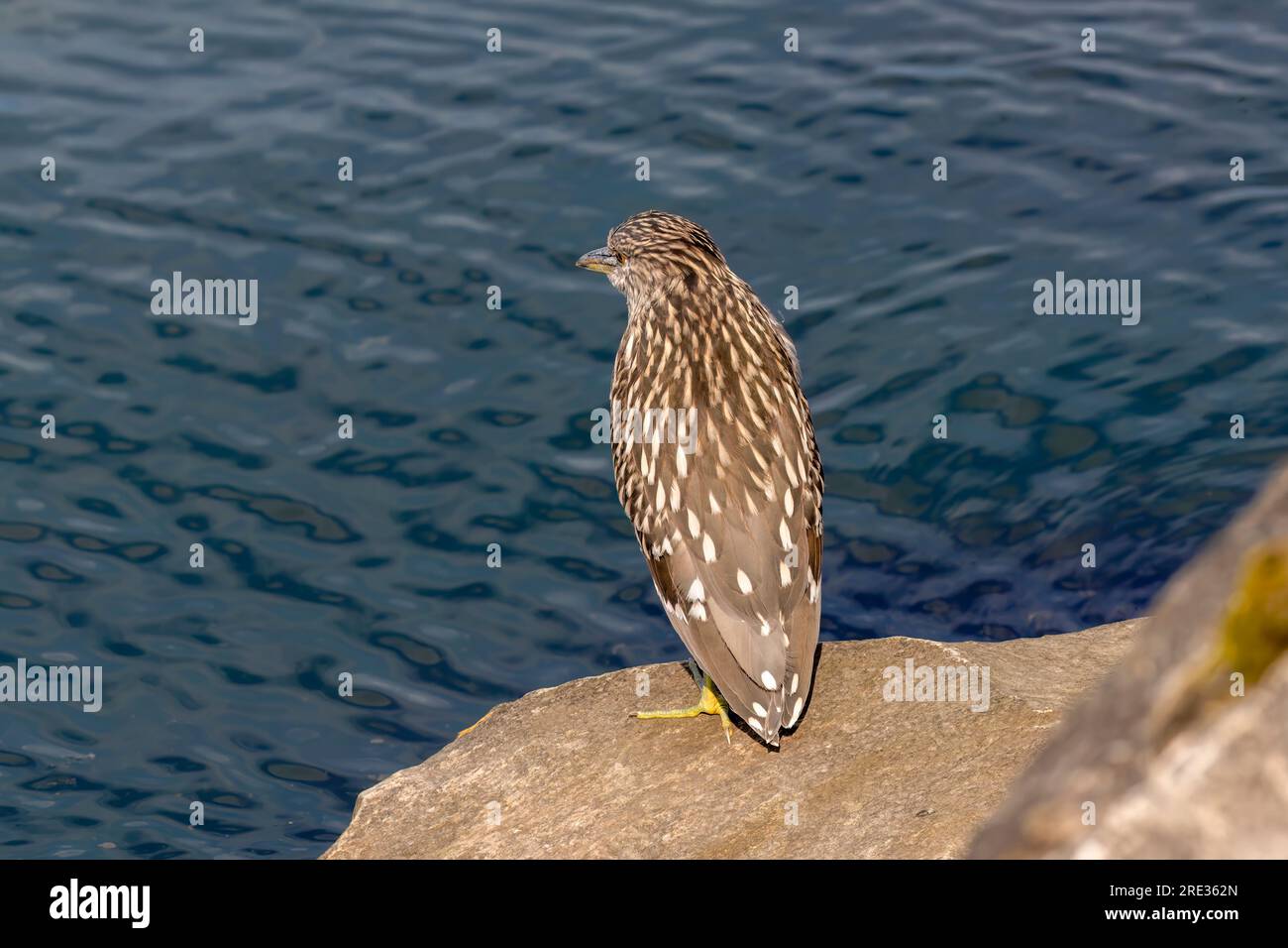 Juvenile black-crowned night heron (Nycticorax nycticorax) on the hunt Stock Photo