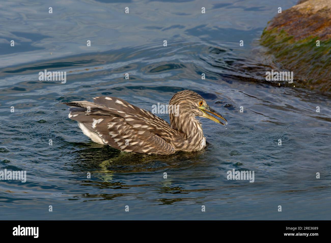 Juvenile black-crowned night heron (Nycticorax nycticorax) on the hunt Stock Photo
