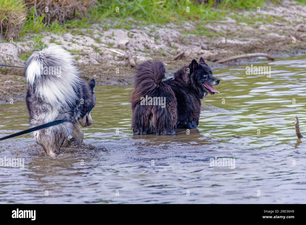 Siberian Husky enjoys playing in the water and mud on a hot summer day Stock Photo