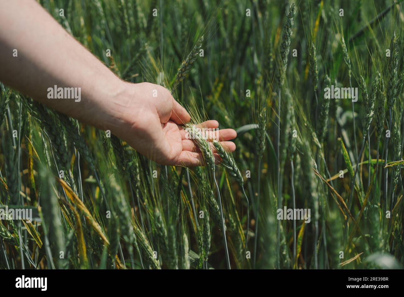 Man farmer walks through a wheat field and touching green ears Stock ...