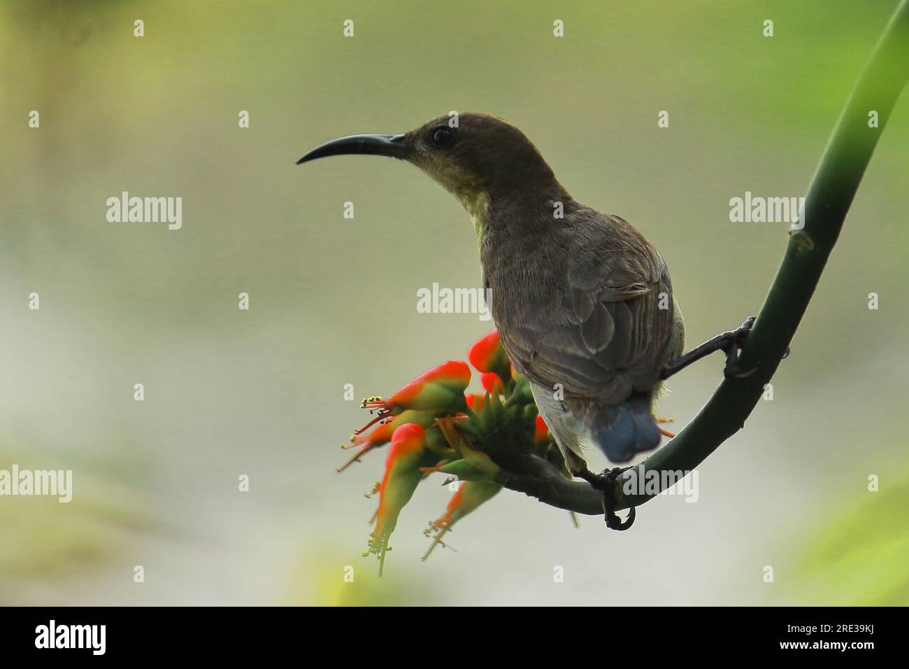 a female purple sunbird (cinnyris asiaticus) perching on tree branch, tropical forest in india in summertime Stock Photo